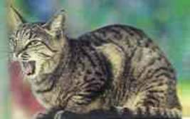 Hannoverscher Katzen-Club e.V.