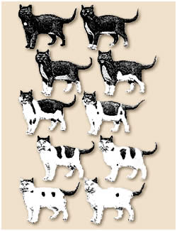 Hannoverscher Katzen-Club e.V.