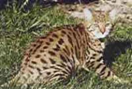 Hannoverscher Katzen-Club e.V.