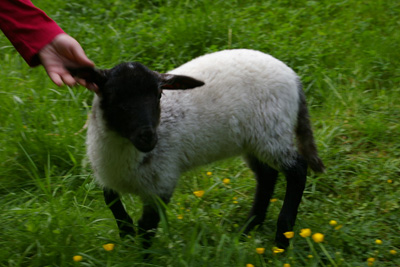 Unser Flaschenlamm Lucky Wednesday