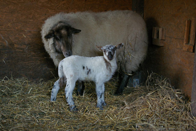 Schaf Nanu mit Lamm Fleckchen im Stall