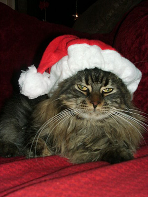 Weihnachten mit Maddy