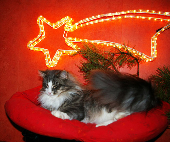 Weihnachtsbild mit Berwyn