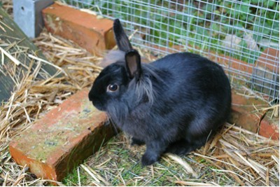 Schaf Luzi mit ihren Laemmern Puenktchen und Anton