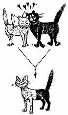 Hannoverscher Katzen-Club e.V. - Ein Herz fr alle Katzen - Schtzen, Helfen, Zchten