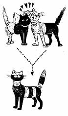 Hannoverscher Katzen-Club e.V. - Ein Herz fr alle Katzen - Schtzen, Helfen, Zchten