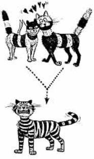 Hannoverscher Katzen-Club e.V. - Ein Herz fr alle Katzen - Schtzen, Helfen, Zchten