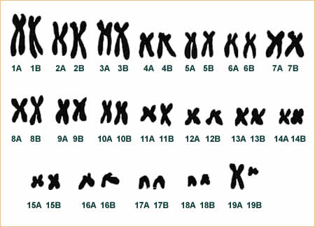 Hannoverscher Katzen-Club e.V. - Ein Herz fr alle Katzen - Schtzen, Helfen, Zchten