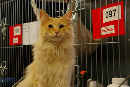 Haegar bei der Best in Show