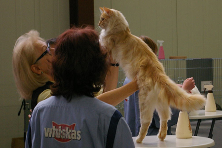 Haegar bei der Best in Show