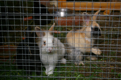 Schaf Luzi mit ihren Laemmern Puenktchen und Anton