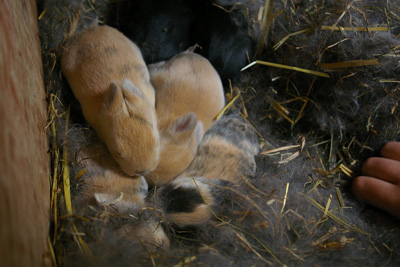 Schaf Luzi mit ihren Laemmern Puenktchen und Anton