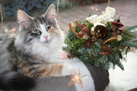 Xara mit Weihnachtsstrau